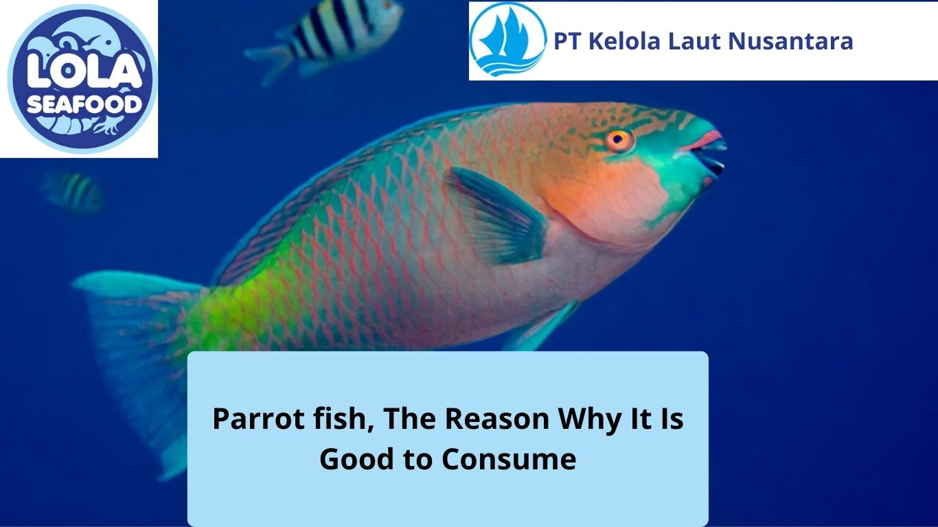 Parrotfish, The Reason Why It Is Good To Consume